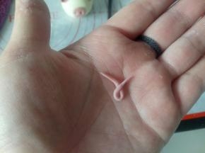 再捏个小猪的尾巴