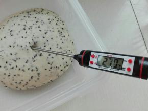 将黑芝麻快速揉入面团中，揉好大面团测温是27度