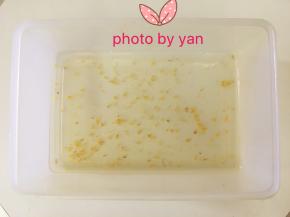 长方形饭盒倒入50g桂花液，放入冰箱冷藏20分钟。