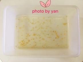 长方形饭盒倒入50g桂花液，放入冰箱冷藏20分钟。