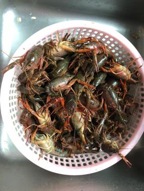 龙虾清洗干净，可以加点盐在水里让龙虾吐会水。不用去虾肠，去了之后再烧肉就不紧了！