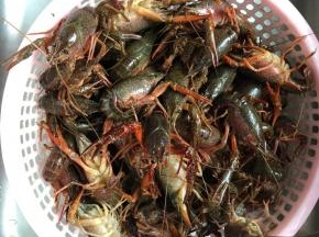 龙虾清洗干净，可以加点盐在水里让龙虾吐会水。不用去虾肠，去了之后再烧肉就不紧了！