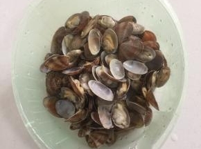 焯好水的花甲放在清水中清洗干净，捞出沥干水份备用。