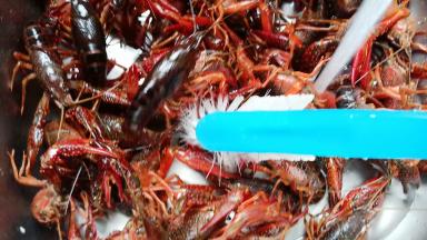 每一个龙虾用小刷子刷干净。