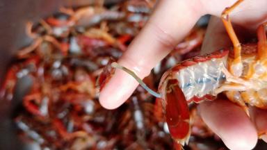 先去除龙虾的虾肠。