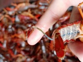 先去除龙虾的虾肠。