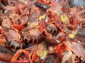 不粘锅多倒一点加拿大芥花油，龙虾倒进锅翻炒（加拿大芥花油用来油炸也是不错的选择）