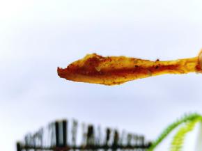 一口一条小鱼！看球怎么可以缺少啤酒和酒鬼小鱼干～这种感觉特别好，特别好。