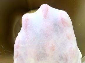 揉好的面团切下一小块，可以撑出手套膜即可