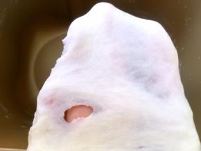 加入牛奶启动揉面程序，将面团揉至扩展阶段，可以撑出厚一点的膜，破口处呈锯齿状