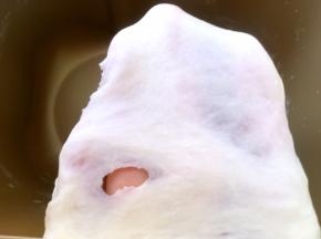 加入牛奶启动揉面程序，将面团揉至扩展阶段，可以撑出厚一点的膜，破口处呈锯齿状