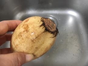 特别是藕节的周围要清洗干净。