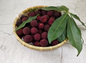 刚从树上摘下来的杨梅