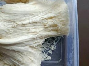 发酵好的中种组织，呈蜂窝状