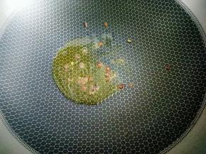 热锅烧油，放花椒粒爆香