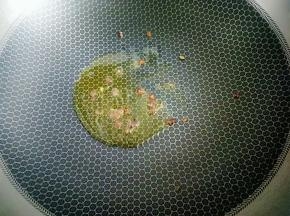 热锅烧油，放花椒粒爆香