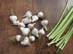 将蒜头切下来，嫩嫩的蒜苗可留做炒菜。