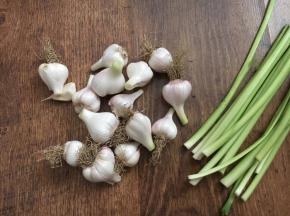 将蒜头切下来，嫩嫩的蒜苗可留做炒菜。