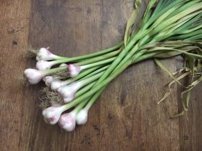 这是朋友送的鲜蒜，刚刚从地里拔出来的，还带着泥土的芳香呢。