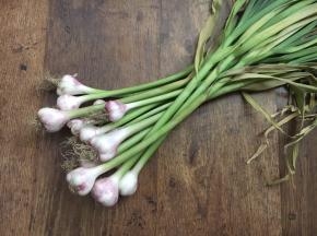 这是朋友送的鲜蒜，刚刚从地里拔出来的，还带着泥土的芳香呢。