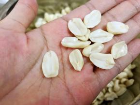 去掉花生外皮掰成两半