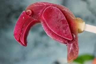 漂亮的鹦鹉，第一次看到这么可爱的冰棍模