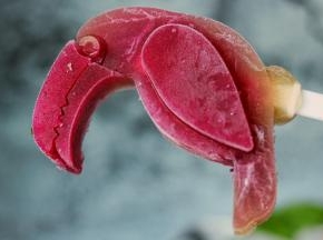 漂亮的鹦鹉，第一次看到这么可爱的冰棍模