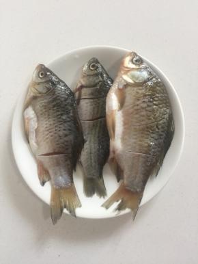 鲫鱼处理干净后，划斜刀，用盐腌制半个小时备用。