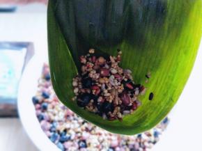 填入十二谷米伴侣及混合的糯米。