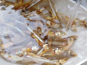 加适量清水泡发十分钟。红辣椒切成丝