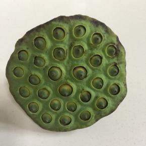 老公采摘的新鲜的莲蓬。