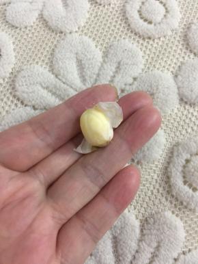 在莲子的顶部划开一个小口，用手轻轻一揉搓就可以轻松的把莲子的那层薄皮褪掉。