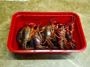 将小龙虾用牙刷擦干净全身