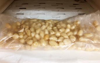 把脱好皮的花生用保鲜袋装起来送进冰箱中冷冻室1个小时