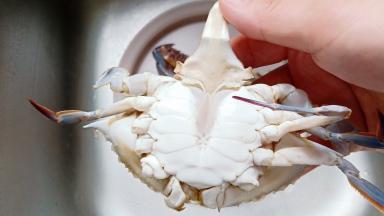 先把螃蟹的三角位置给挖去。