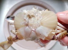 打开螃蟹盖子，去除螃蟹的腮。