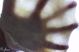 把面团揉至扩展阶段。