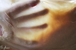 揉至手膜阶段，（手揉可把面团进行摔打，也可揉至此阶段）