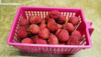 荔枝：糯米糍、桂味