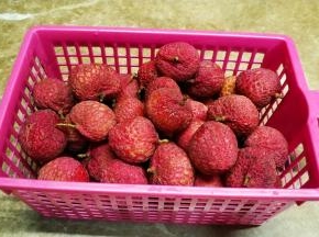 荔枝：糯米糍、桂味