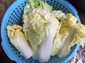将白菜洗净后沥干水分