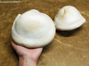 白灵菇的药用价值很高，它含有真菌多糖和维生素等生理活性物质及多种矿物质具有调节人体生理平衡，增强人体免疫力，调节人体生理平衡的作用