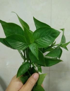 我们当地的一种染色草，红色的。