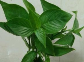 我们当地的一种染色草，红色的。