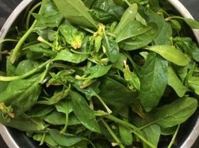 菠菜去根部，清洗洗净。