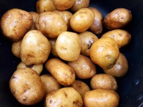 小土豆洗去外面的泥