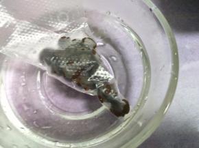 黑巧克力隔水融化成体态。