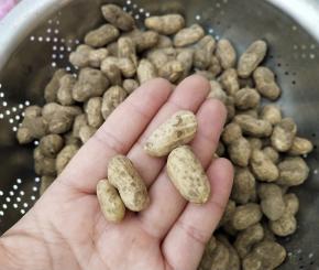 挑选出嫩的那种不要，嫩的煮熟口感不好，还不如洗干净了直接啃呢，还带着丝丝甜味