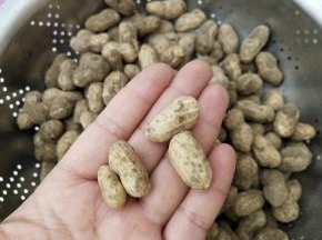 挑选出嫩的那种不要，嫩的煮熟口感不好，还不如洗干净了直接啃呢，还带着丝丝甜味