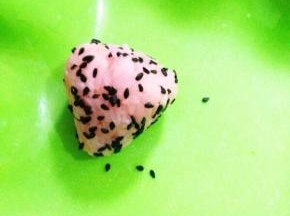 除去保鲜膜，裹上黑芝麻。